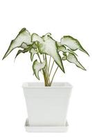 wit van engelenvleugels, olifantenoor of caladium bicolor candinum is koningin van de bladerrijk planten groeit in plastic pot geïsoleerd Aan wit achtergrond inbegrepen knipsel pad. foto