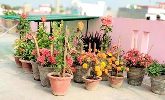 klein kruid en bloem tuin gebouwd Aan terras of dak foto