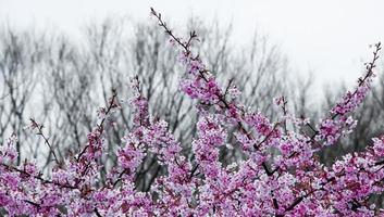 mooi roze kers bloesems sakura bloeiend met vervagen in pastel roze sakura bloem, vol bloeien een voorjaar seizoen in Japan foto