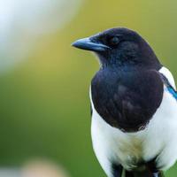 ekster vogel, bokeh achtergrond premie foto