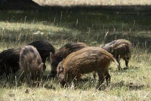 baby pasgeboren wild zwijn portret in de Woud in zomer foto