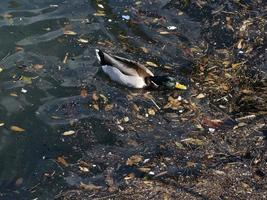 wild eend zwemmen in plastic onzin vuilnis zee foto