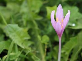 krokus vernus bloem dichtbij omhoog foto