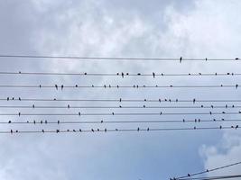 rood vogelstand Aan elektrisch macht lijnen foto