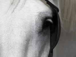 droogte werken paard dichtbij omhoog detail foto