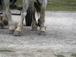 droogte werken paard hoef dichtbij omhoog detail foto