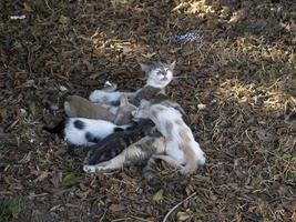moeder kat borstvoeding geeft pasgeboren kittens foto