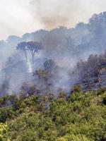 Woud en struik brand in Sicilië foto