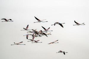 flamingo in een moeras in vendicari terugtrekken Sicilië foto