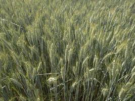 Oekraïne tarwe veld- klaar naar oogst foto