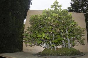 bonsai miniatuur boom natuur kunst foto