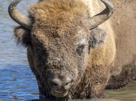 Europese bizon portret in zomer foto