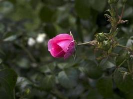 bijzonder roos bloem Bij teelt tuin soorten mirato foto