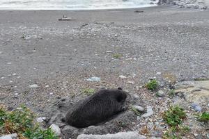 groot wild varken zwijn Aan de strand in Genua stad- Italië foto