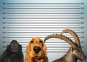 Politie mugshot lijn omhoog van dieren hond aap Steinbock hert foto
