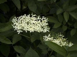 ouderling boom bloemen foto