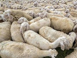 schapen kudde in dolomieten berg foto