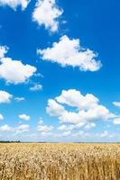 blauw lucht met wit wolken over- tarwe plantage foto