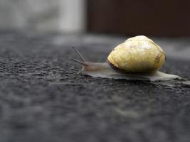 slak Aan regen druppels foto