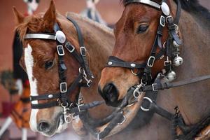 wagon paard Aan sneeuw detail foto