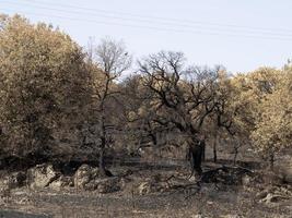 Sardinië verbrand brand bomen foto