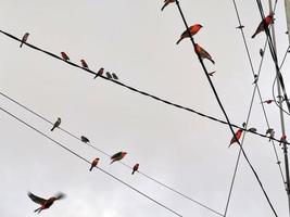rood vogelstand Aan elektrisch macht lijnen foto