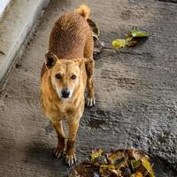 straathond op zoek naar geweldig eten, hond in het oude gebied van delhi chandni chowk in nieuw delhi, india, delhi straatfotografie foto