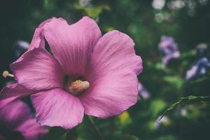 blauwe hibiscus. close-up van een blauwe hibiscusbloem. foto