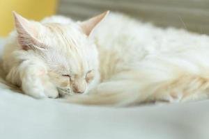 schattige kat rondkijken, concept van huisdieren, huisdieren. close-up portret van een kat die zit rond te kijken foto