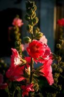 mooie roze stokroos althaea rosea bloem bloeien in de zomertuin foto