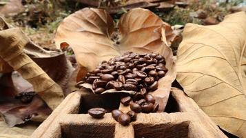 koffie bonen in teak doos, achtergrond van droog teak bladeren foto