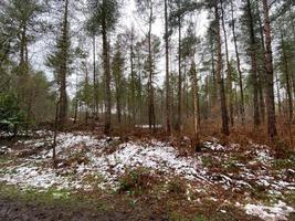 uitzicht op delamere forest in cheshire in de winter foto