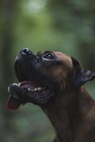 boxerhond in de natuur, landschap, bos en vrienden foto