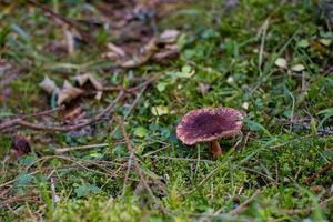 paddestoelen in bos, herfstfoto's van bos, bosachtergrond foto