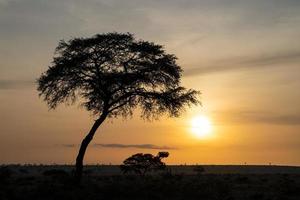 zonsopgang bij Murchison Falls National Park, Oeganda foto