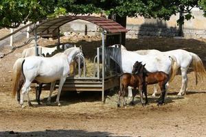 Lipizzan White Horses zijn de trots en passie van Slovenië. foto