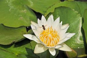 lotusbloem met groen blad en water foto