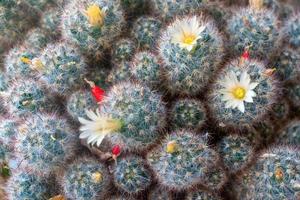 uitzicht op de bloeiende cactus mammillaria gracilis. foto