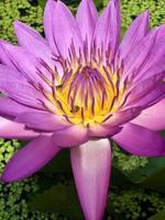 lotusbloem die bloeit in de ochtend foto