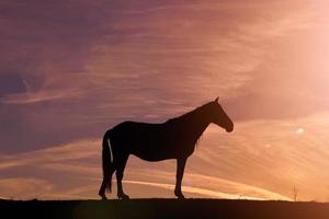 paard silhouet in de wei en prachtige zonsondergang achtergrond foto