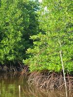 uitzicht op mangrovebos foto