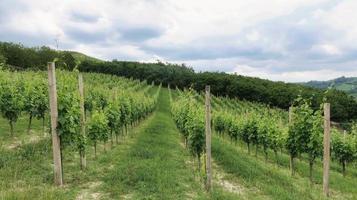 de landschappen van monta d'alba tijdens de mangialonga, in de piemontese langhe in de vroege zomer foto