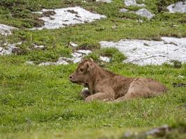 alleen maar geboren baby koe ontspannende in dolomieten foto