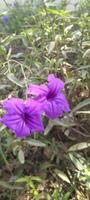 ruellia simplex, behang, mooie bloem, schoonheidsbloem, schoonheid natuur foto