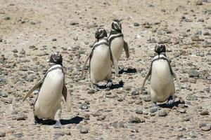 magelhaenpinguïn, argentinië foto