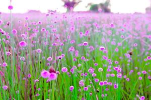 wazig, roze wilde bloemenvelden. Mooi groeiend en bloeiend in de ochtend, selectieve focus foto