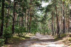 bos pad. parcours door het bos tussen hoge groene bomen in zonnige dag. nationaal park kampinoski in polen. selectieve focus foto