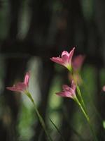 regenlelie roze booming in tuin met glanzend licht foto