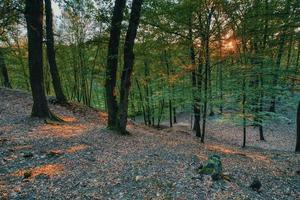 landschap geschoten in bos foto