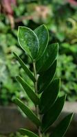close-up van zamioculcas zamiifolia plant, zanzibar gem of emerald palm. bekend als dollar plant of zz plant. groene natuur achtergrond. foto